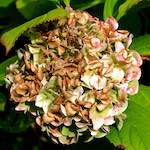 image: Image from the photoset &lsquo;escher blummen (xxix)&rsquo;.