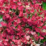 image: Image from the photoset &lsquo;escher blummen (xxix)&rsquo;.