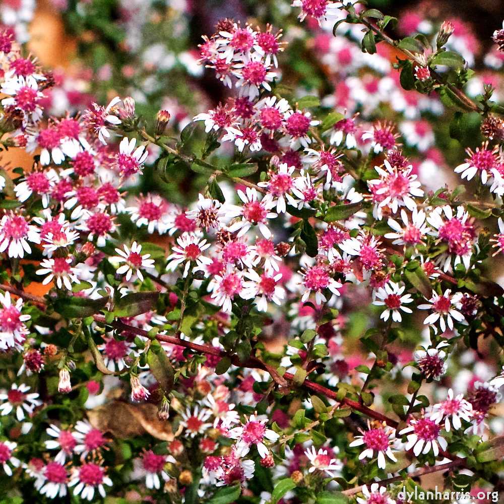 Image: Image 'escher blummen (xxx) 1'.