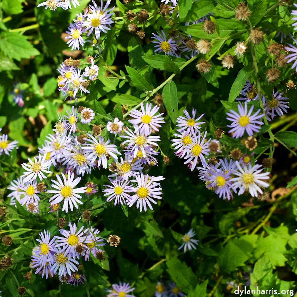 Image: Image 'escher blummen (xxx) 2'.