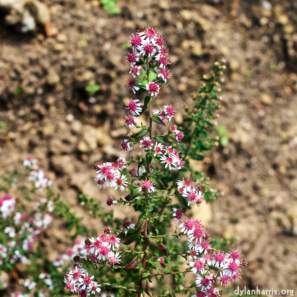 Image 'flower (xxx) 4'.