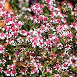 First image from the photoset 'flower (xxx)'.