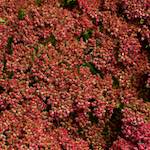 Third image from the photoset 'flower (xxx)'.