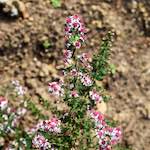 Fourth image from the photoset 'flower (xxx)'.