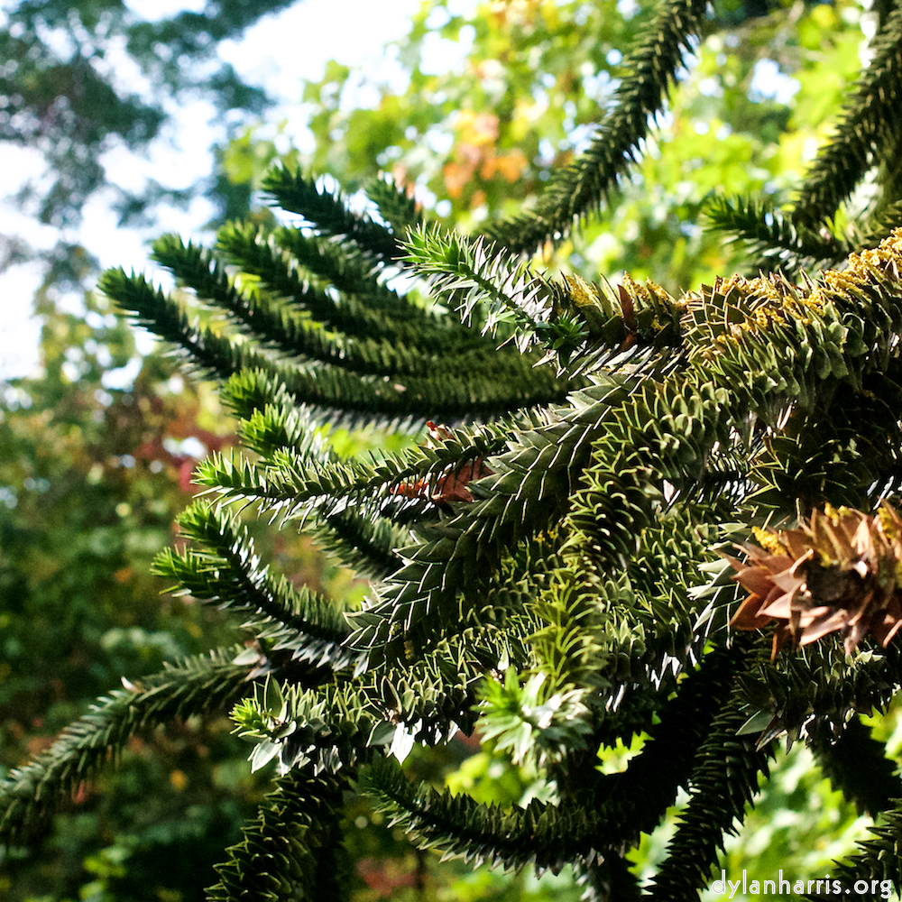 Image: Image 'parc (xiii) 3'.