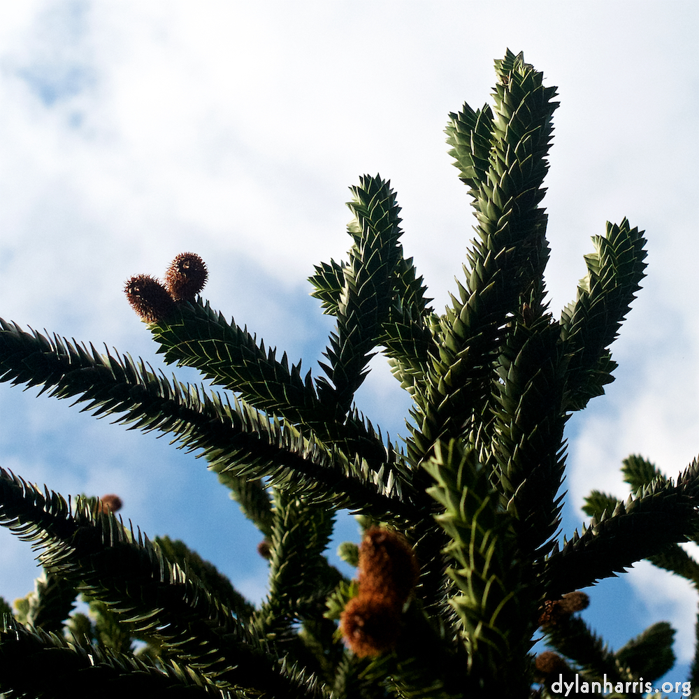 Image: Image 'parc (xiii) 4'.