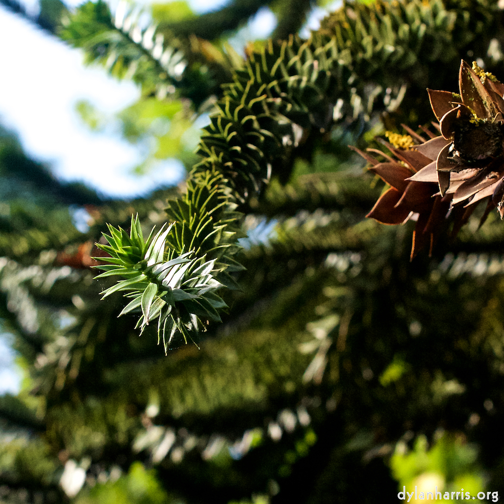 Image: Image 'parc (xiii) 7'.