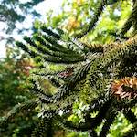 Image: Third image from the photoset 'parc (xiii)'.