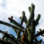 Image: Fourth image from the photoset 'parc (xiii)'.