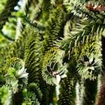 Image: Fifth image from the photoset 'parc (xiii)'.