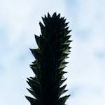 Image: Sixth image from the photoset 'parc (xiii)'.