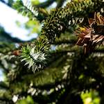 Image: Seventh image from the photoset 'parc (xiii)'.