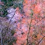 First image from the photoset 'spring'.