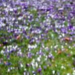 Third image from the photoset 'spring'.