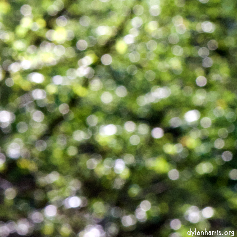 image: This is &lsquo;wood (xli) 1&rsquo;.