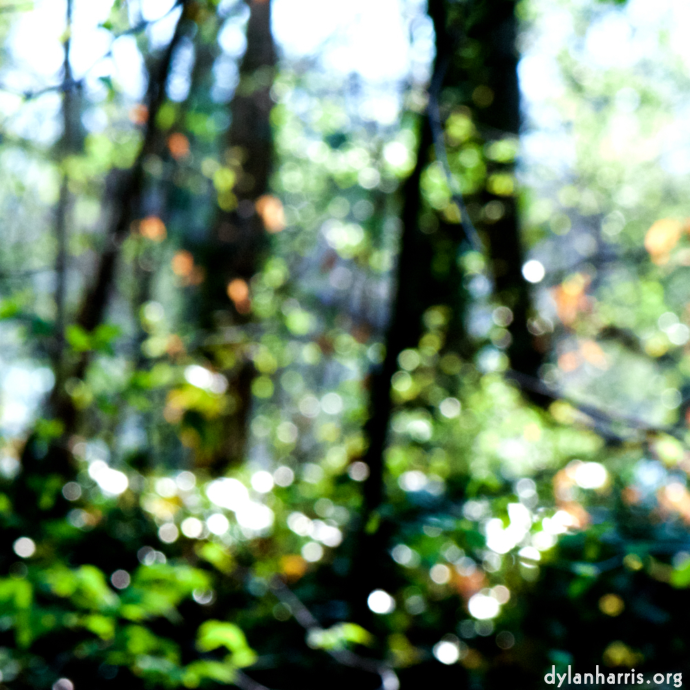 image: This is &lsquo;wood (xli) 4&rsquo;.