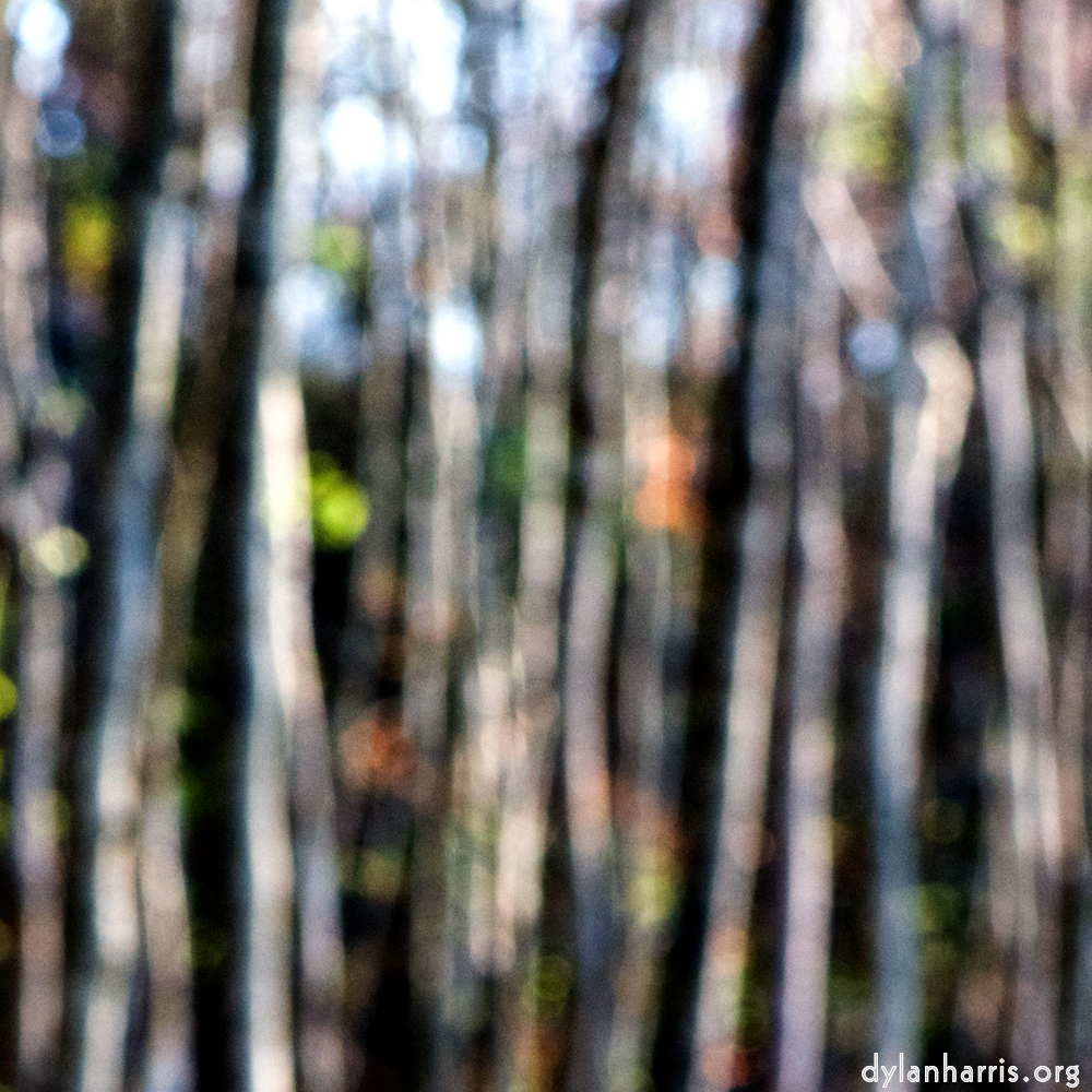 image: This is &lsquo;wood (xli) 5&rsquo;.