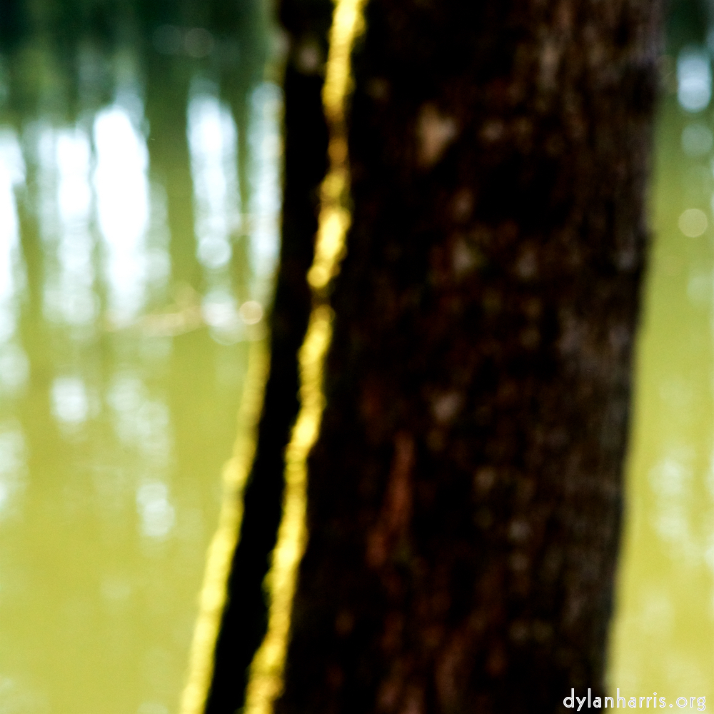 image: This is &lsquo;wood (xli) 6&rsquo;.