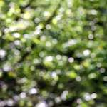 image: Image from the photoset &lsquo;wood (xli)&rsquo;.