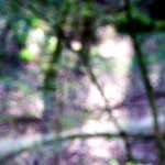 image: Image from the photoset &lsquo;wood (xli)&rsquo;.