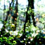 image: Image from the photoset &lsquo;wood (xli)&rsquo;.