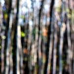 image: Image from the photoset &lsquo;wood (xli)&rsquo;.