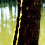 image: Image from the photoset &lsquo;wood (xli)&rsquo;.