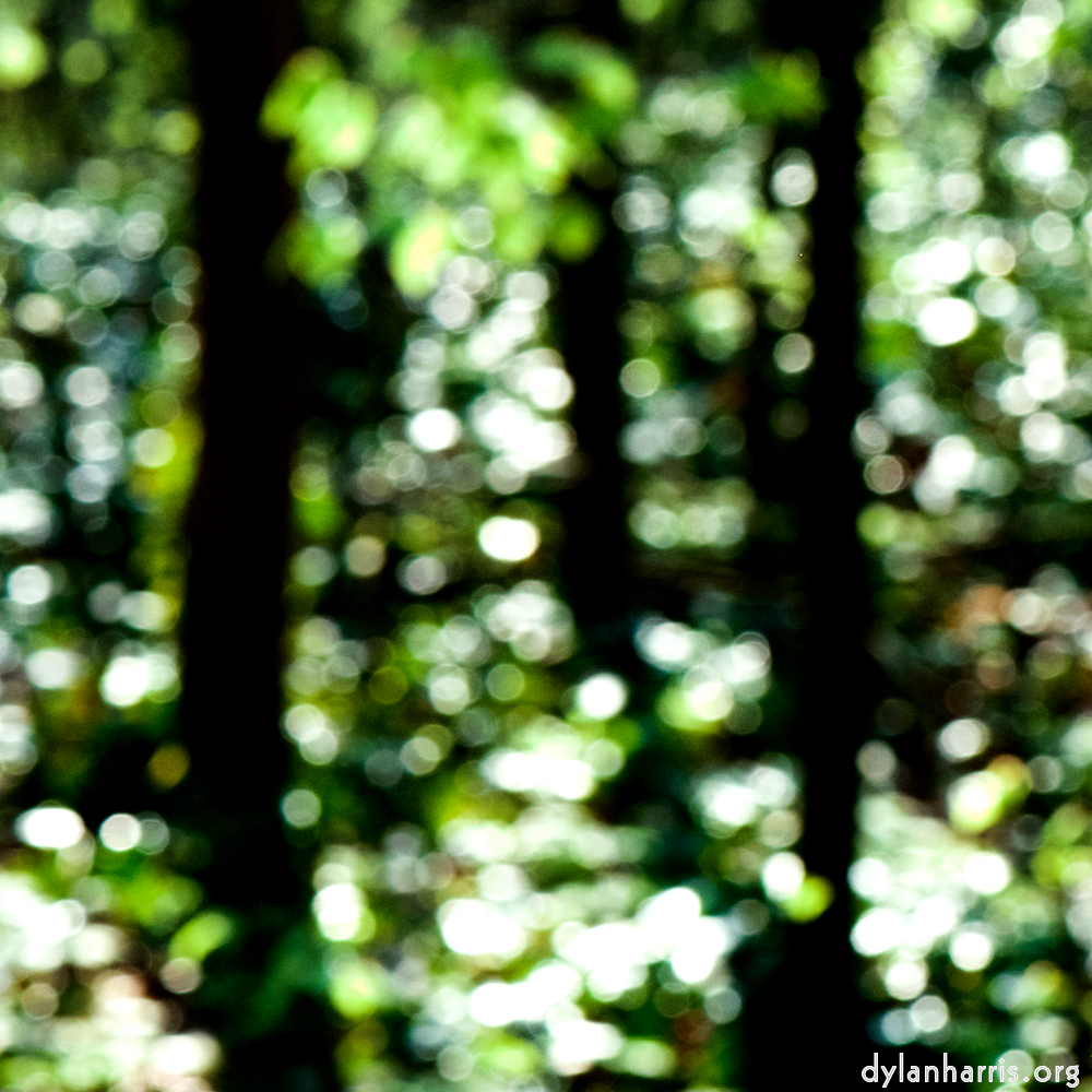 image: This is &lsquo;wood (xlii) 2&rsquo;.