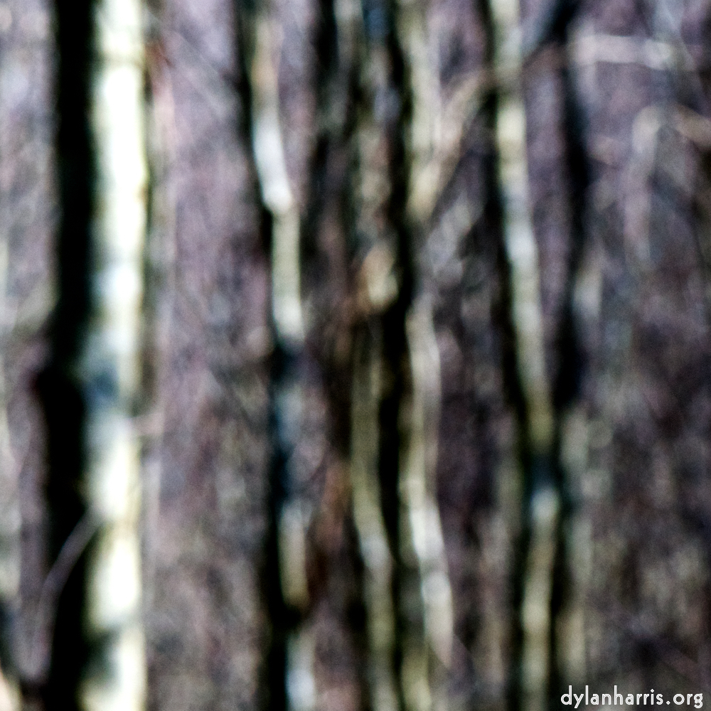 image: This is &lsquo;wood (xlii) 6&rsquo;.