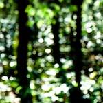 image: Image from the photoset &lsquo;wood (xlii)&rsquo;.