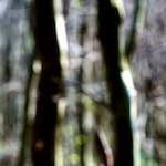 image: Image from the photoset &lsquo;wood (xlii)&rsquo;.