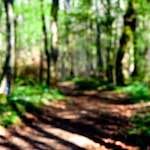 image: Image from the photoset &lsquo;wood (xlii)&rsquo;.