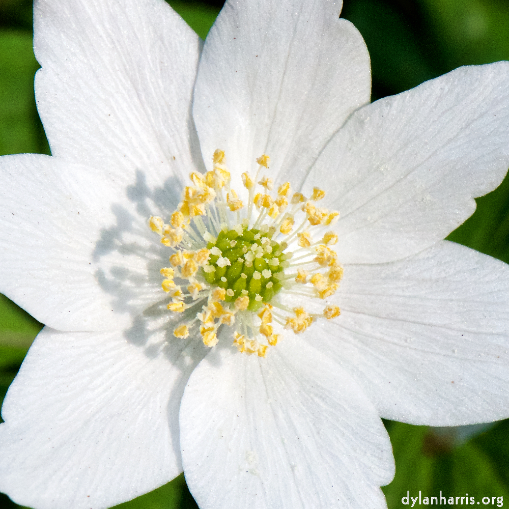 image: This is &lsquo;escher blummen (cxliv) 1&rsquo;.