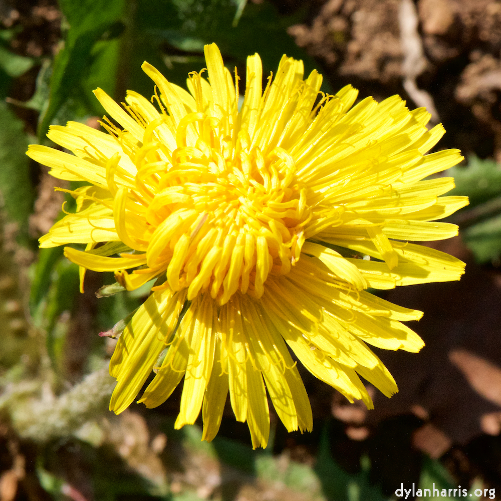 image: This is &lsquo;escher blummen (cxliv) 2&rsquo;.