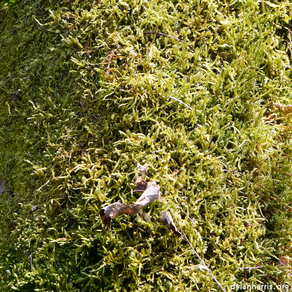 image: This is &lsquo;escher blummen (cxliv) 3&rsquo;.