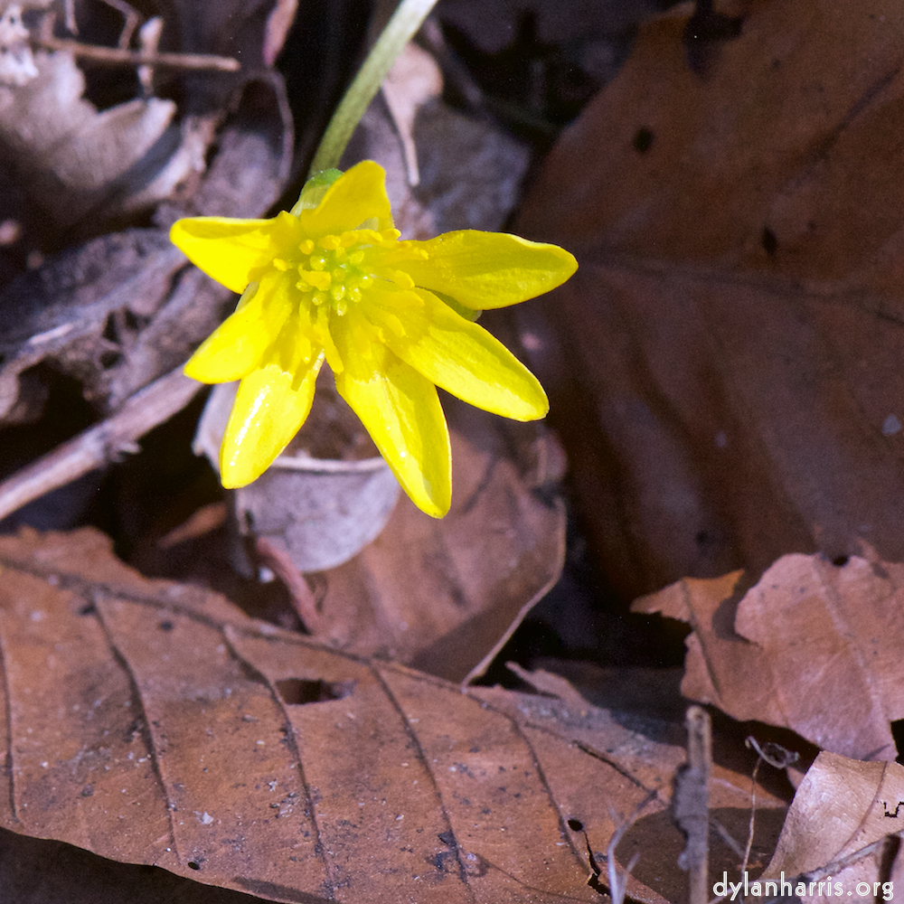 image: This is &lsquo;escher blummen (cxliv) 4&rsquo;.