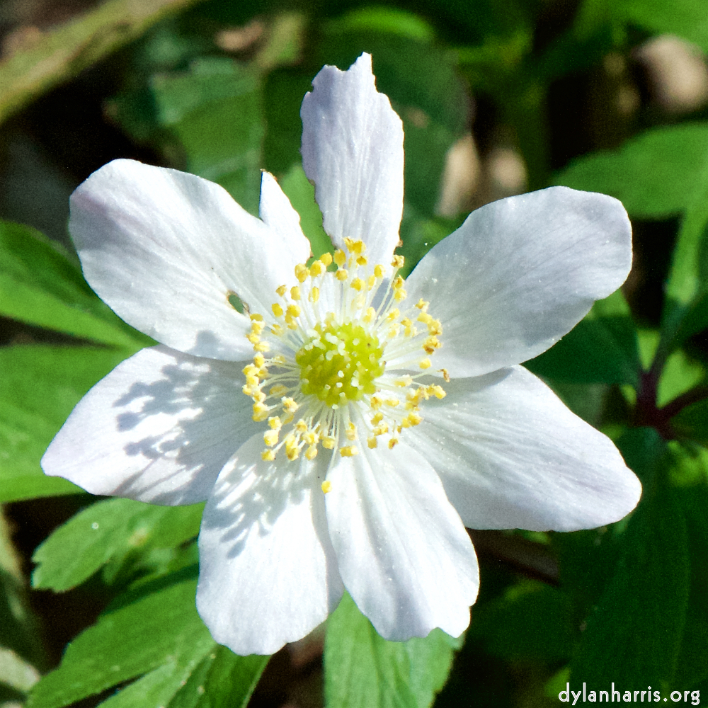 image: This is &lsquo;escher blummen (cxliv) 5&rsquo;.