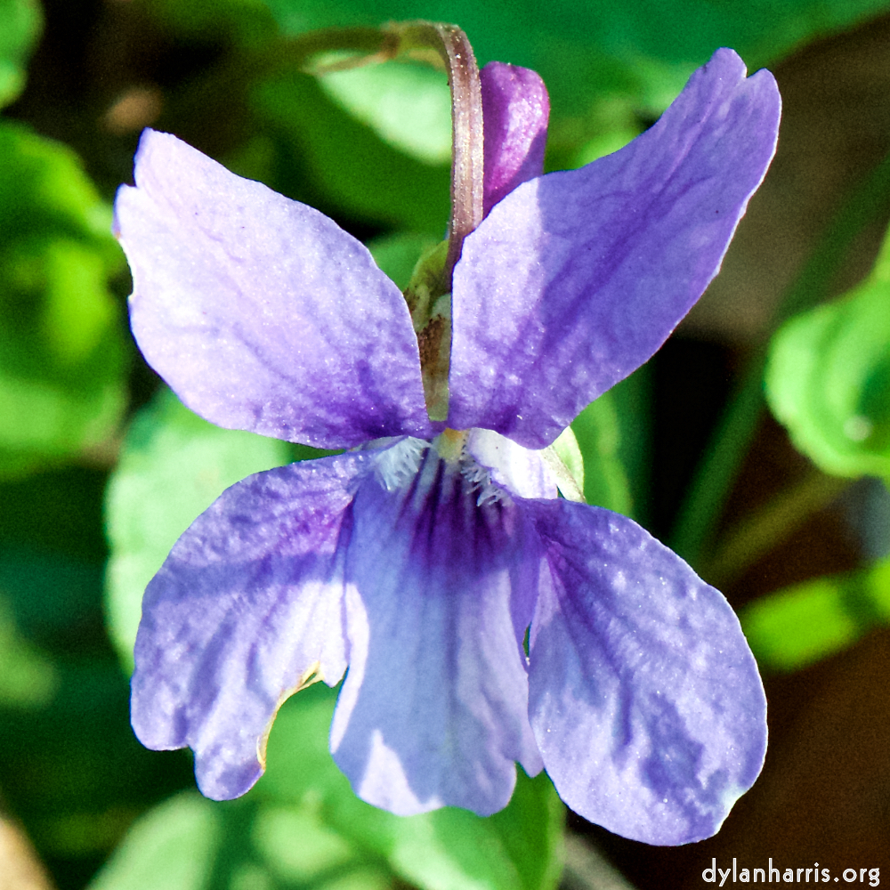 image: This is &lsquo;escher blummen (cxliv) 6&rsquo;.