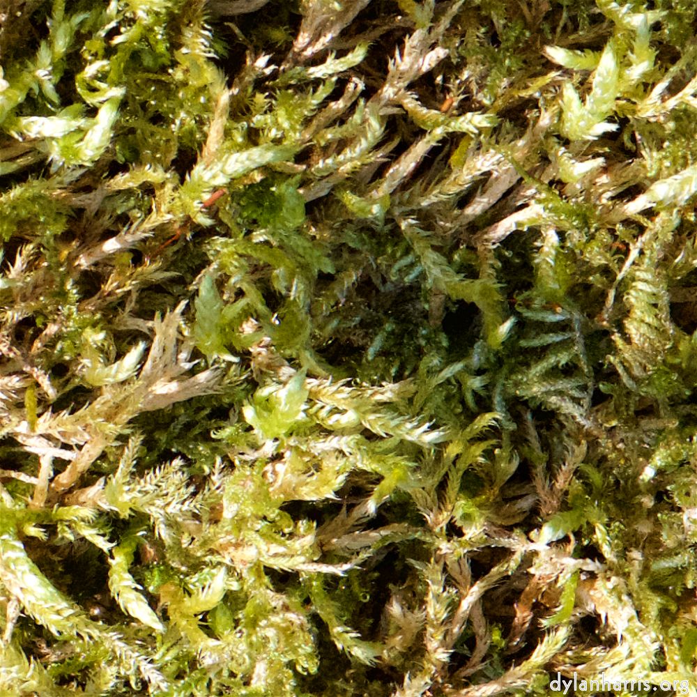 image: This is &lsquo;escher blummen (cxliv) 7&rsquo;.