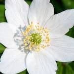 image: Image from the photoset &lsquo;escher blummen (cxliv)&rsquo;.