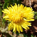 image: Image from the photoset &lsquo;escher blummen (cxliv)&rsquo;.