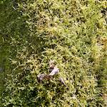 image: Image from the photoset &lsquo;escher blummen (cxliv)&rsquo;.