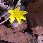 image: Image from the photoset &lsquo;escher blummen (cxliv)&rsquo;.