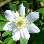 image: Image from the photoset &lsquo;escher blummen (cxliv)&rsquo;.