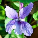 image: Image from the photoset &lsquo;escher blummen (cxliv)&rsquo;.