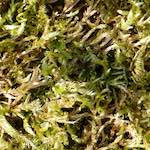 image: Image from the photoset &lsquo;escher blummen (cxliv)&rsquo;.