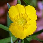 image: escher&nbsp;blummen (cxliv) photoset