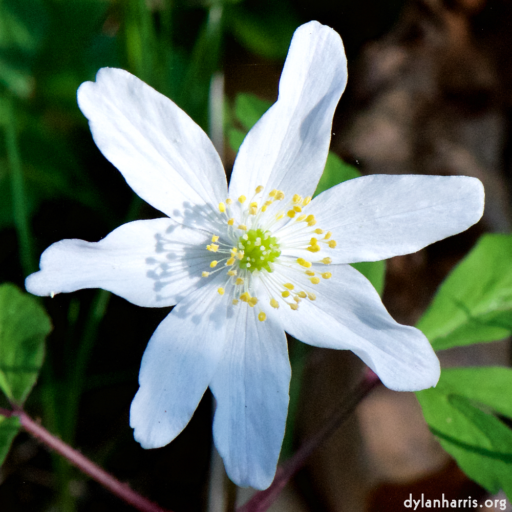 image: This is &lsquo;escher blummen (cxlv) 1&rsquo;.