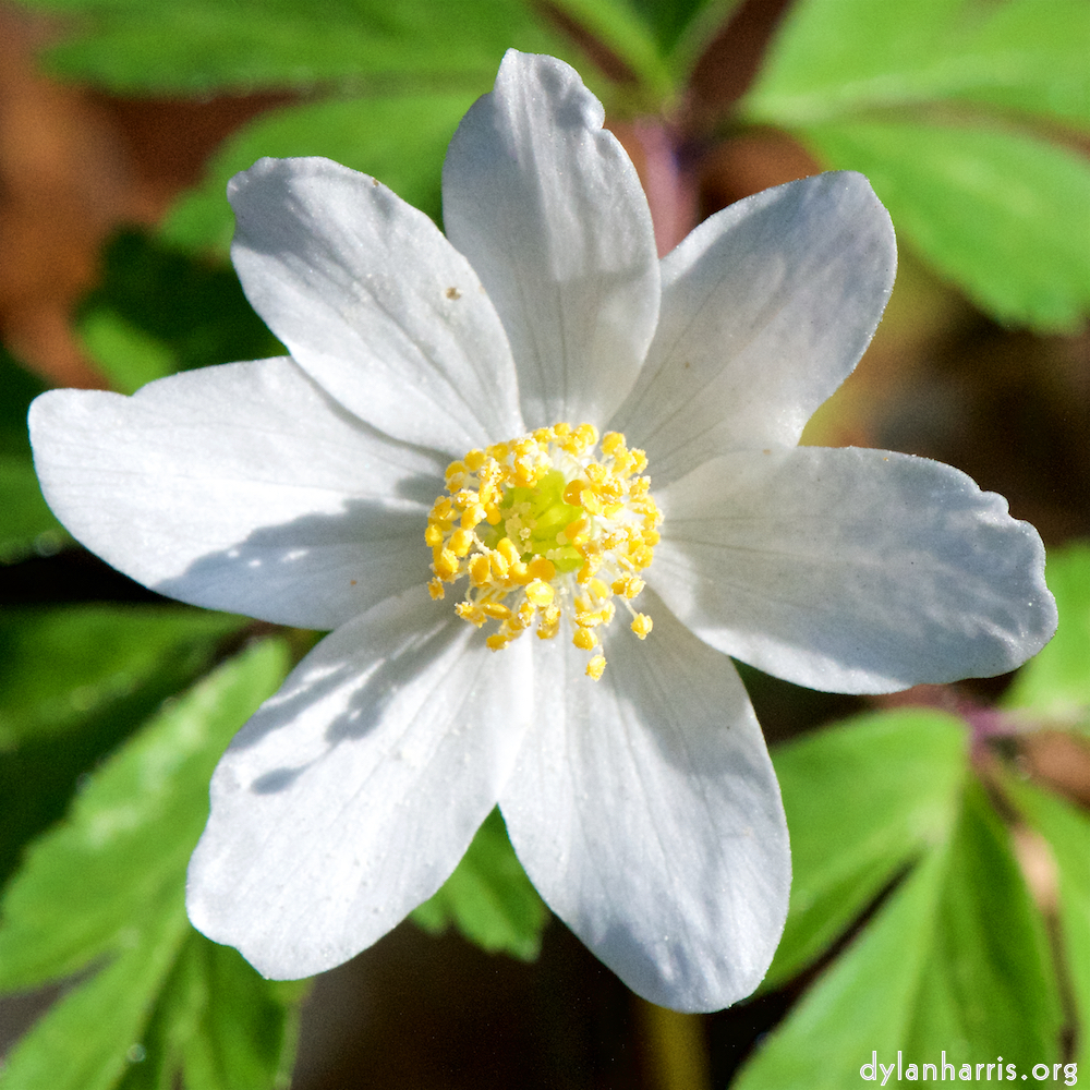 image: This is &lsquo;escher blummen (cxlv) 2&rsquo;.