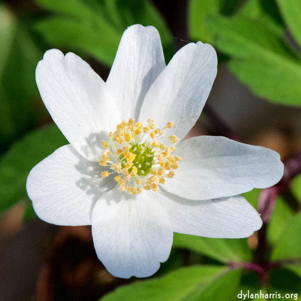 image: This is &lsquo;escher blummen (cxlv) 3&rsquo;.